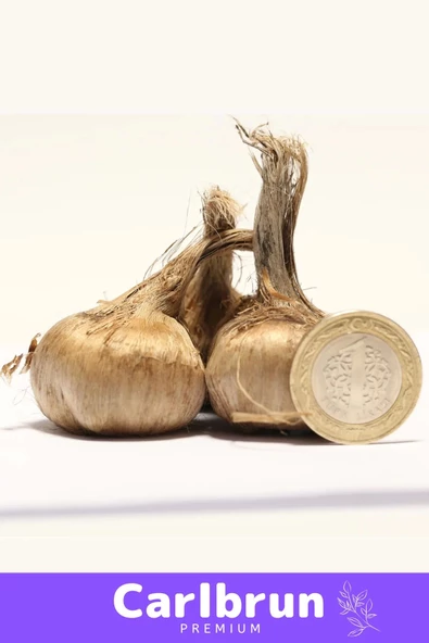 Premium Özel Dikime Hazır Yerli Üretim Büyük Boy 1. Kalite Safranbolu Safran Bitkisi Soğanı - 1 Adet - 2