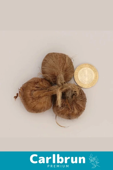 Premium Özel Dikime Hazır Yerli Üretim Büyük Boy 1. Kalite Safranbolu Safran Bitkisi Soğanı 2 Adet - 4