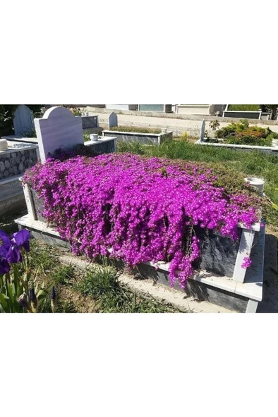 10 Adet Acem Halısı Bitki Fidan Çiçek Seti - Resim 2