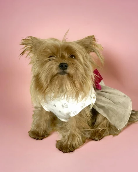 Creamy Fuchia Tütülü Köpek Elbisesi,  Kıyafeti Tutu - 7