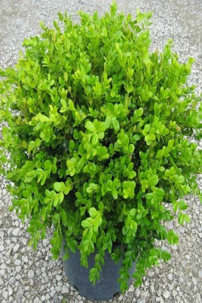 Tüplü Şimşir (buxus Sempervirens) Fidanı 20-30 cm