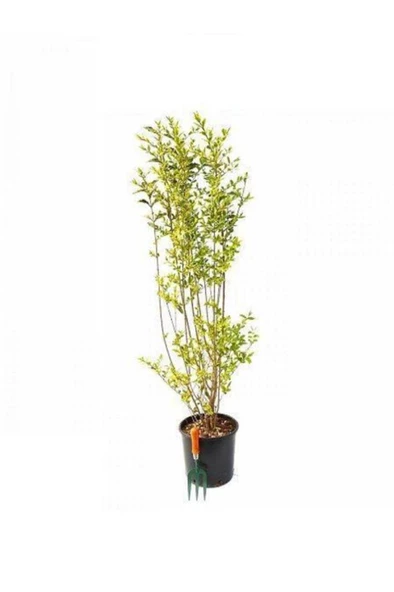 Tüplü Kurtbağrı Ligustrum Fidanı 30 - 50 cm ürün görseli