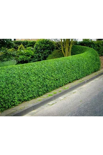 Tüplü Kurtbağrı Ligustrum Fidanı 30 - 50 cm - Resim 2