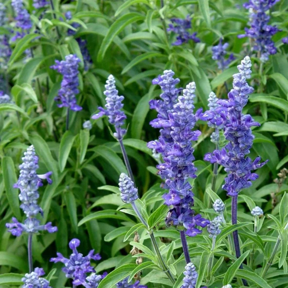 ADAÇAYI Tohumu Yerli Salvia  officinalis 50 adet