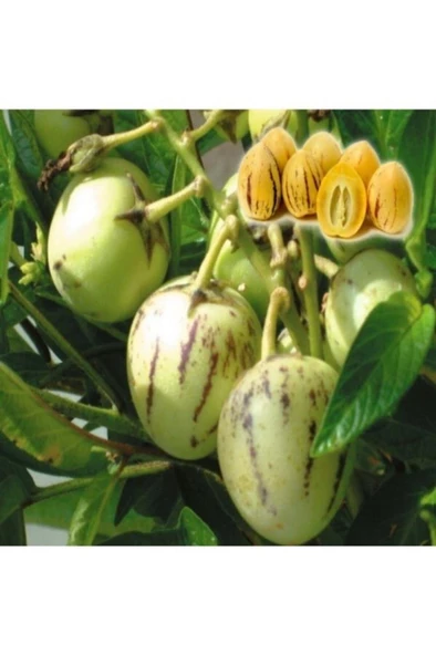 Pepino Fidanı Tüplü Aşılı 10-20 cm ürün görseli