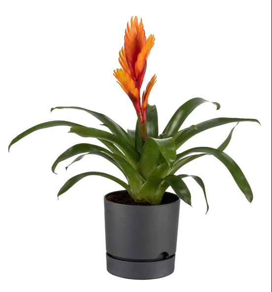 Poliwork Begonya 15 cm Renkli Plastik Tabaklı Saksı - 2