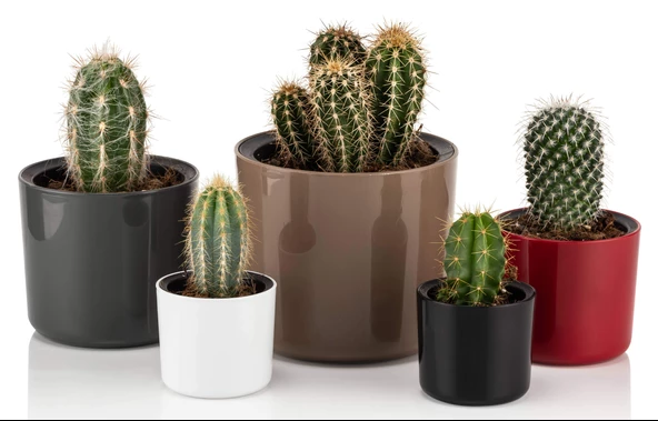 Poliwork Mimoza Renkli Plastik 14 cm Saksı - 6