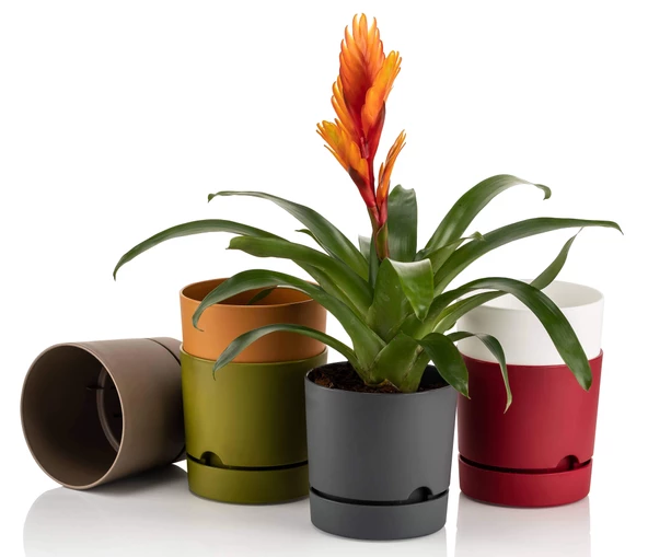 Poliwork Begonya 15 cm Renkli Plastik Tabaklı Saksı - 3