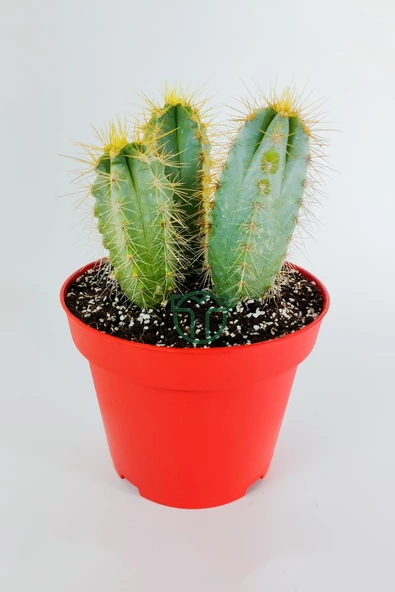 Mavi meşale kaktüs 3'lü Pilosocereus Azureus büyük boy 12 cm kırmızı saksıda