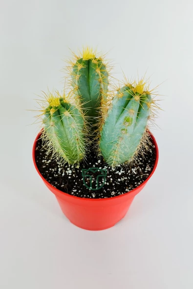 Mavi meşale kaktüs 3'lü Pilosocereus Azureus büyük boy 12 cm kırmızı saksıda - Resim 3