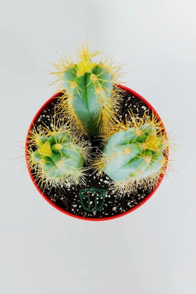 Mavi meşale kaktüs 3'lü Pilosocereus Azureus büyük boy 12 cm kırmızı saksıda - Resim 4