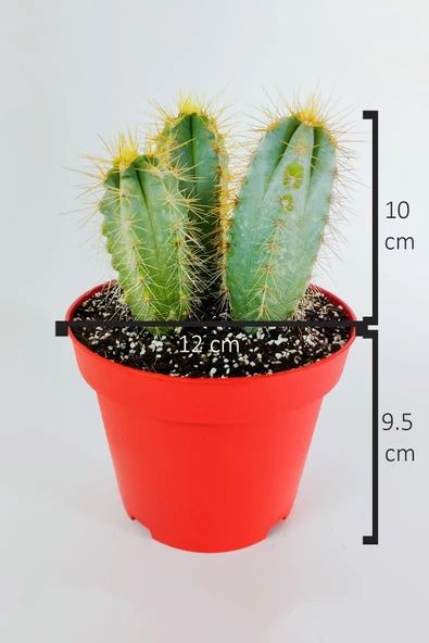 Mavi meşale kaktüs 3'lü Pilosocereus Azureus büyük boy 12 cm kırmızı saksıda - Resim 5