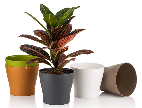 Poliwork 10 lu Gardenya 5,5 cm Plastik Renkli Kaktüs Saksısı - 2