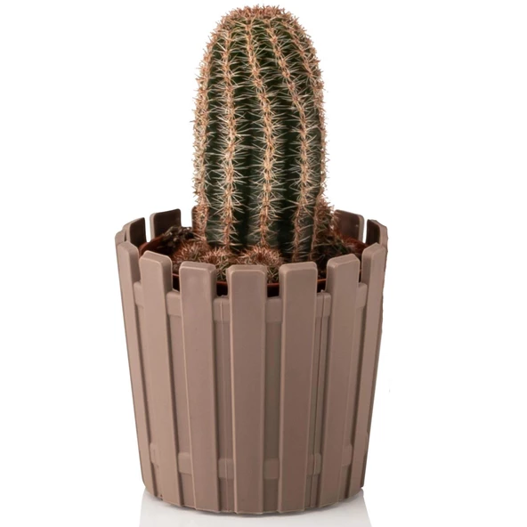 Poliwork 10 lu Akasya 5,5 cm Renkli Plastik Kaktüs Saksısı Pastel - 3