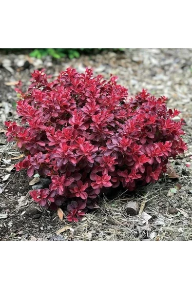 Kadın Tuzluğu Berberis Fidanı 20-40 Cm