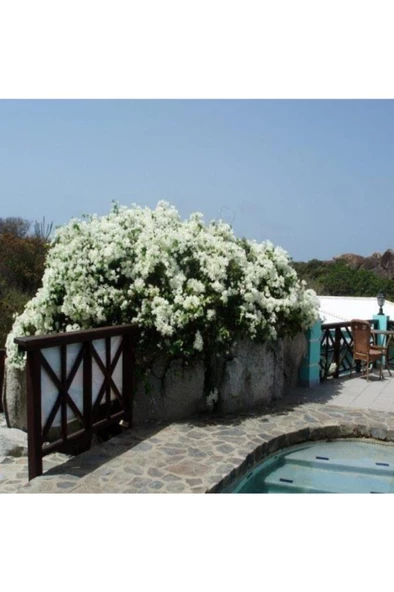 Yediveren Beyaz Sarmaşık Gül Fidanı 15-25 Cm - Resim 3