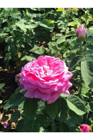 Rosa Damascena Reçellik Isparta Gülü Fidanı 1 Adet 10-20 cm - 3