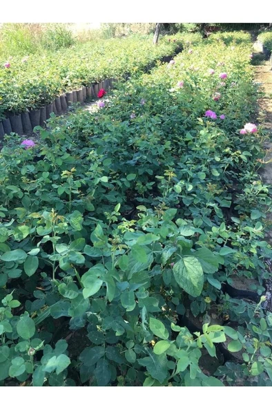 Rosa Damascena Reçellik Isparta Gülü Fidanı 1 Adet 10-20 cm - 2