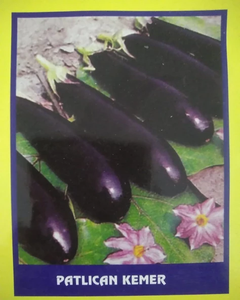 Patlıcan Kemer Sebze Tohumu 20 gr