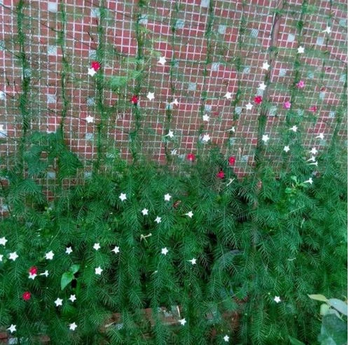 Bitki Destek Filesi 40 metre, En: 4m Salatalık, Fasülye, Kabak Filesi - 4