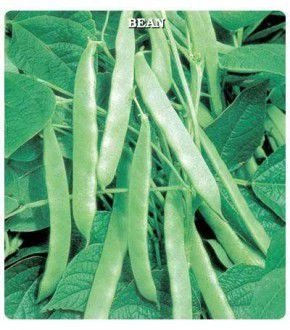 Gina (Green Line) Oturak Fasulye Tohumu 100 Gram - 3