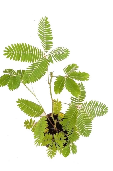 Küstüm Çiçeği Fidanı Küçük Boy 3-13 Cm Mimosa Pudica - 2