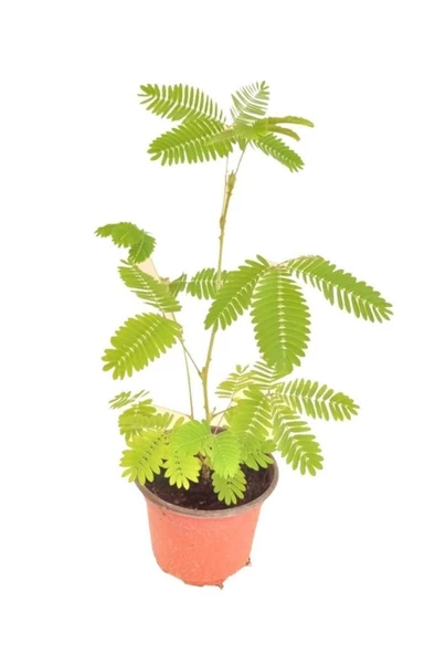 Küstüm Çiçeği Fidanı Küçük Boy 3-13 Cm Mimosa Pudica