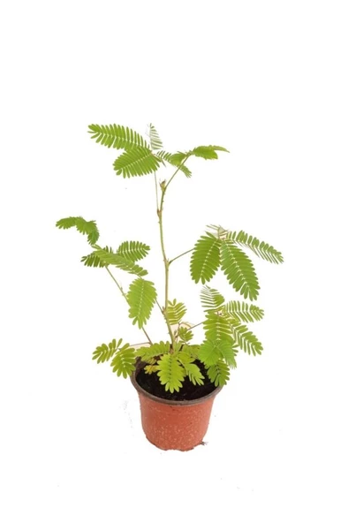 Küstüm Çiçeği Fidanı Küçük Boy 3-13 Cm Mimosa Pudica - 3