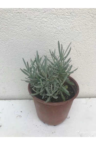 Yoğun Kokulu Aromatik Lavanta Fidanı