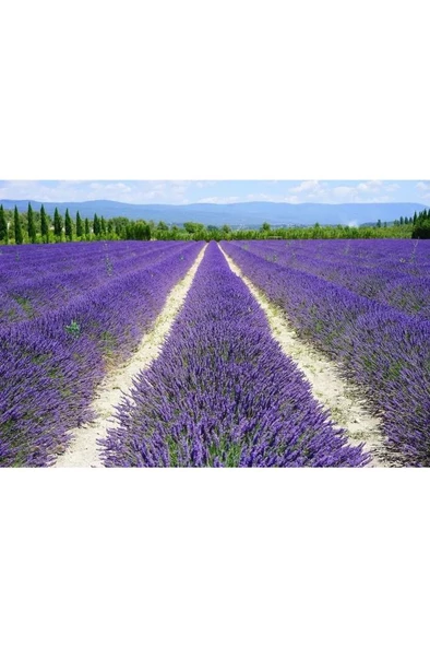 1 Adet Lavanta Fidanı - Resim 3