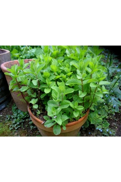 Nane Fidanı Saksılı 5-10 Cm - 2