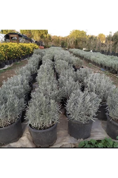 Lavanta Fidanı (angustifolia) 16lık Saksıda - Resim 3