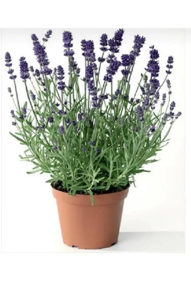 Lavanta Fidanı (angustifolia) 16lık Saksıda - Resim 4