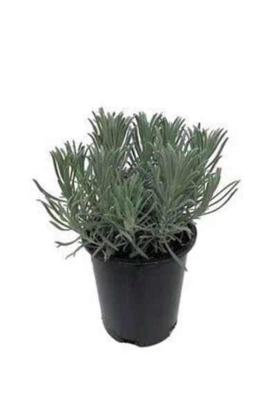 Lavanta Fidanı (angustifolia) 16lık Saksıda ürün görseli