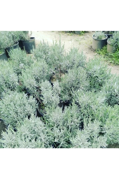 Lavanta Fidanı (angustifolia) 16lık Saksıda - Resim 2