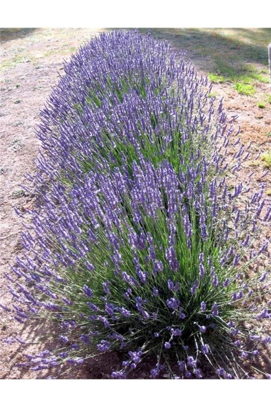 Saksıda Angustifolia Lavanta Fidanı - 2