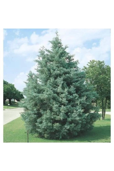 Mavi Servi Selvi Fidanı 15-25 Cm Cupressus Arizonica