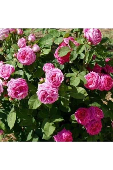 Tüplü Kokulu Reçellik Isparta Gülü Fidanı Rosa Damascena 10-20 Cm - Resim 2