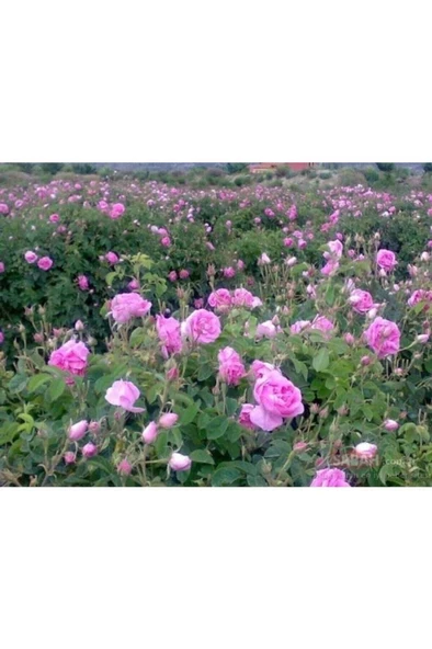 Isparta Gülü Fidesi Fidanı Poşetli Tüp 5 Adet - Resim 2