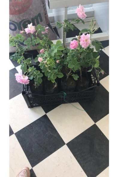 Isparta Gülü Fidesi Fidanı Poşetli Tüp 5 Adet - Resim 3