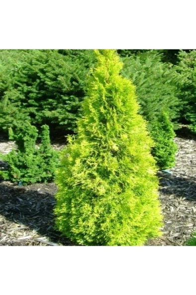 Altuni Mazı Fidanı 25-35 cm ürün görseli