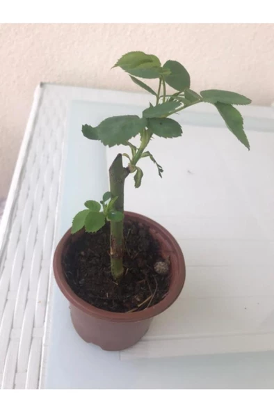 Yediveren Sarı Sarmaşık Gül Fidanı 5 Adet 15-25 Cm - 3