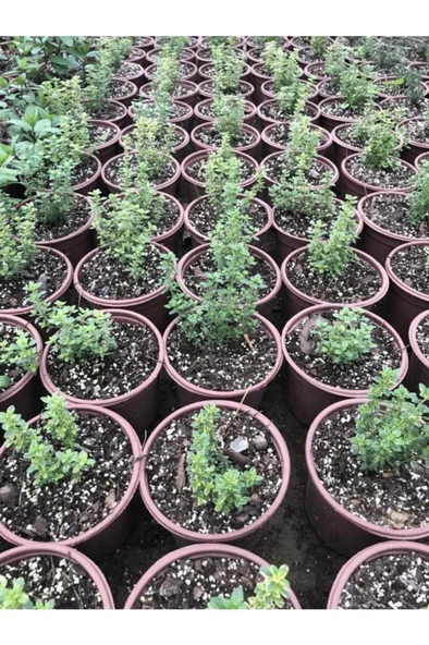 Kekik Fidanı 10-20 Cm 5 Adet Thymus Vulgaris - 3