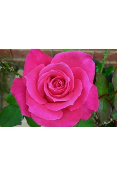 Pembe Gül Fidanı Yediveren - Kokulu ( Tüplü )