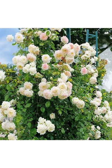 Beyaz Yediveren Sarmaşık Gül Fidanı 5 Adet 15-25 Cm - 4