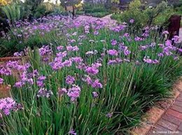 TULBAGHIA VIOLACEA Sosyete Sarımsağı Çiçeği Fidanı 30-50 Cm - 1