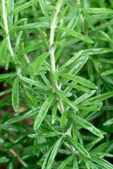 Biberiye Fidanı Saksılı 15-20 Cm - Resim 3