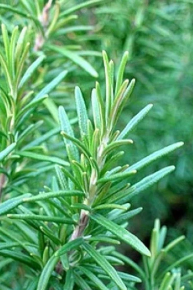 Biberiye Fidanı Saksılı 15-20 Cm - Resim 2