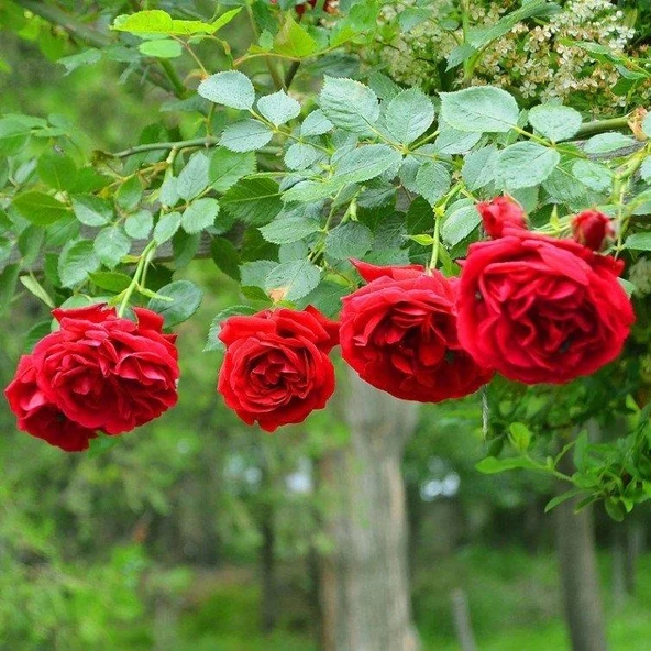Yediveren Kırmızı Gül Fidanı 1 Adet 30-50 Cm Yediveren Red Rose - 2