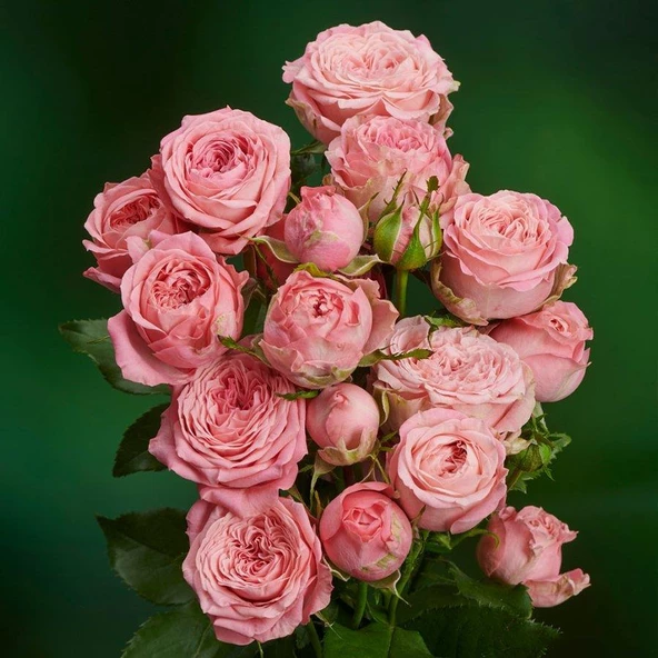 Yavruağzı Yediveren Sarmaşık Gül Fidanı 5 Adet 5-25 Cm - Resim 2